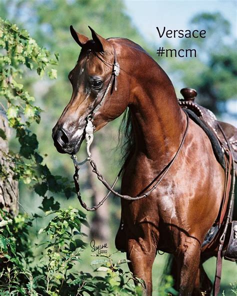 versace arabian stallion